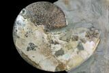 Sphenodiscus Ammonite - South Dakota #98714-1